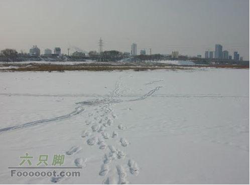 锦州雪后散步穿越东湖公园 河面上人走过的脚印