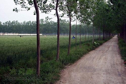 徐州草桥——姚弯——骆马湖徒步行李元村的乡间小路