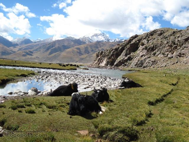 我的西藏之旅 川藏318-珠峰-青藏 GPS轨迹这牦牛比我们活的滋润多了