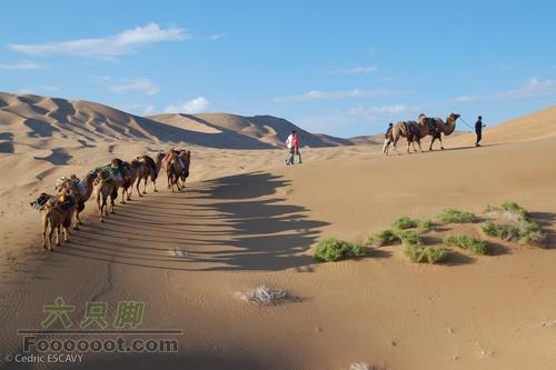 穿越巴丹吉林沙漠骆驼人