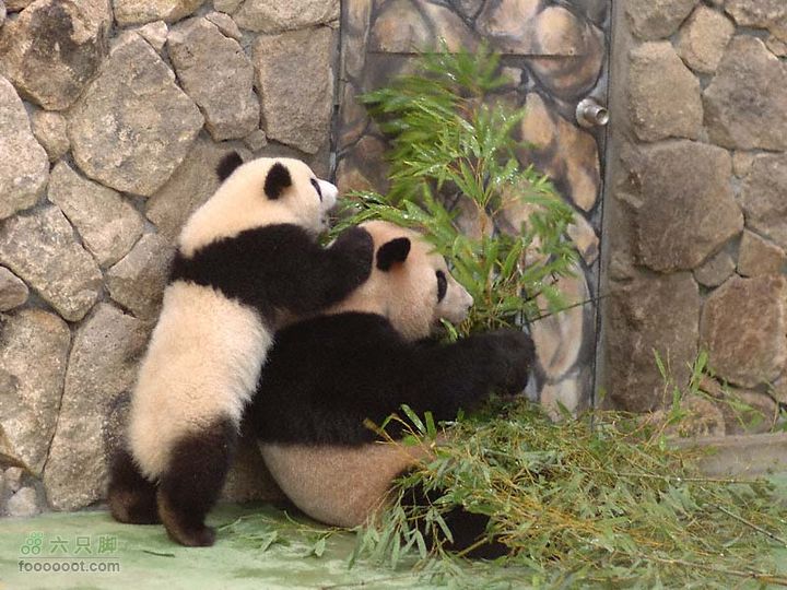 爬峨眉山国宝熊猫