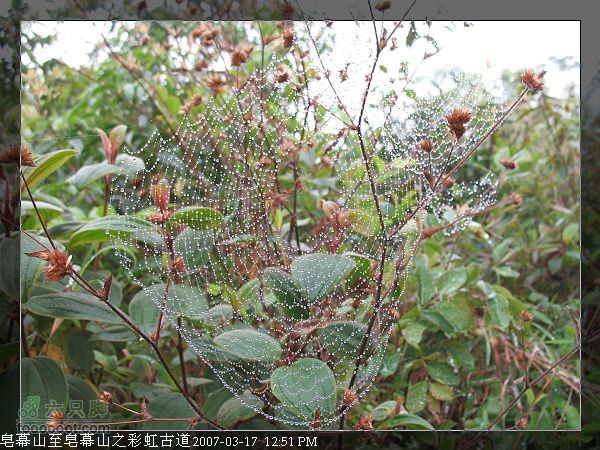 烟雨迷雾踏彩虹 彩虹古道行（修改）蜘蛛网