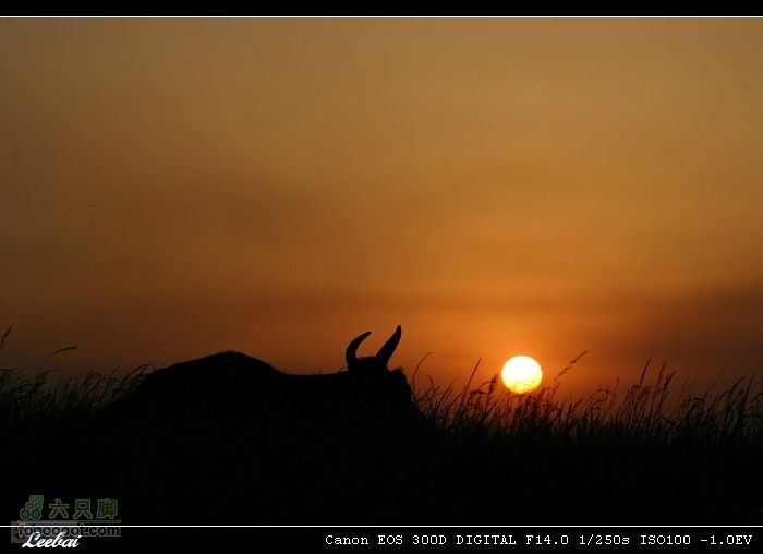 茶山-东甸子梁  kml航迹沿途风景——夕阳与牛