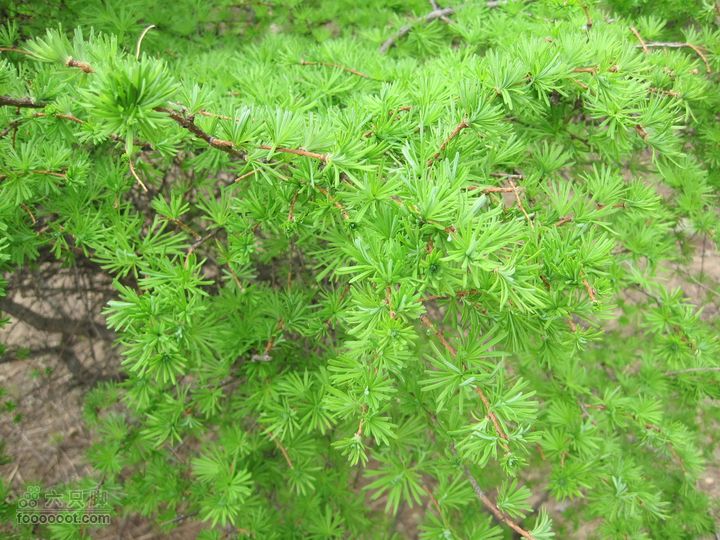鹫峰-妙峰山穿越GPS轨迹很嫩很嫩很嫩的松树，足以以真乱假