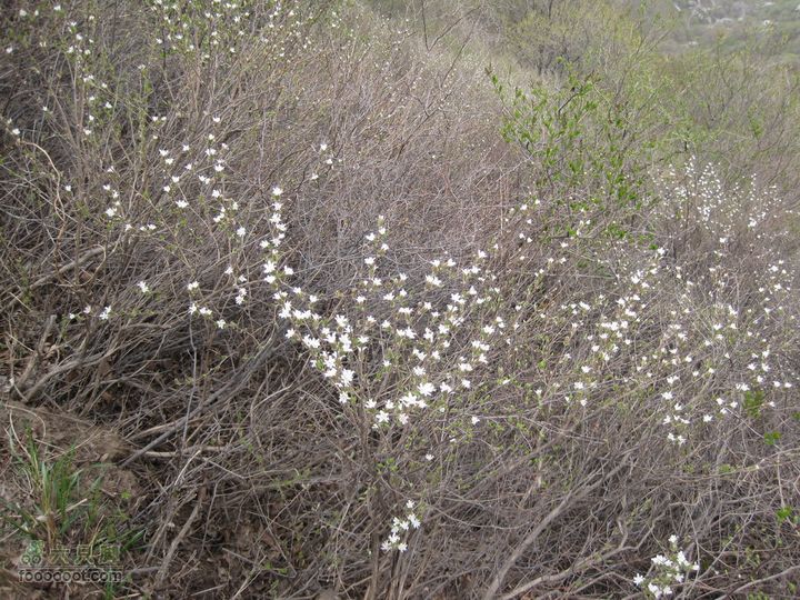 鹫峰-妙峰山穿越GPS轨迹好似满天星：）