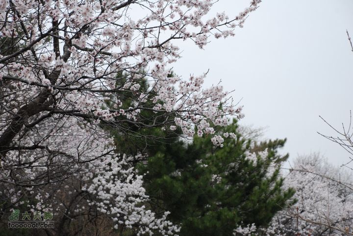 鹫峰-妙峰山穿越GPS轨迹桃花开了