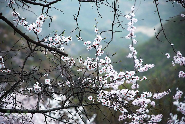 鹫峰-妙峰山穿越GPS轨迹杏花开了，满山遍野都是