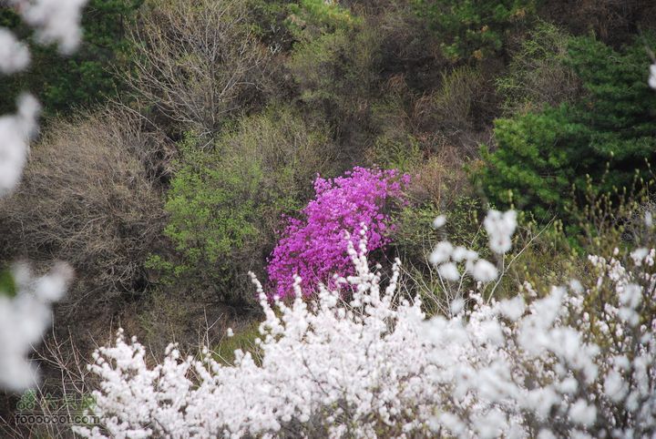 鹫峰-妙峰山穿越GPS轨迹别样的色彩