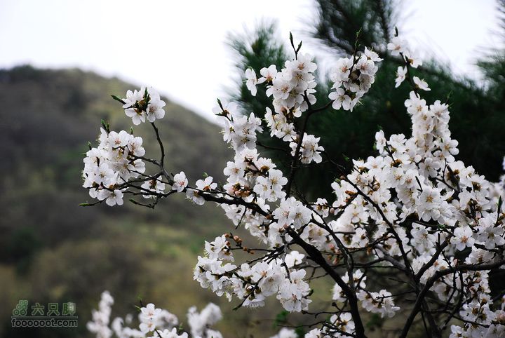 鹫峰-妙峰山穿越GPS轨迹确实很美