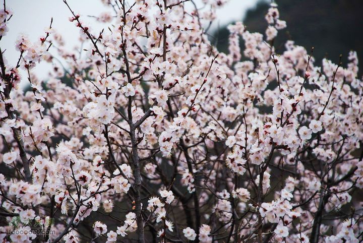 鹫峰-妙峰山穿越GPS轨迹p两张：）