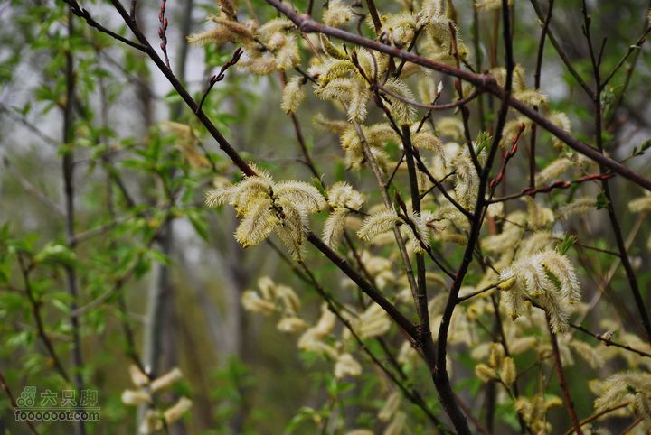 鹫峰-妙峰山穿越GPS轨迹随手拍