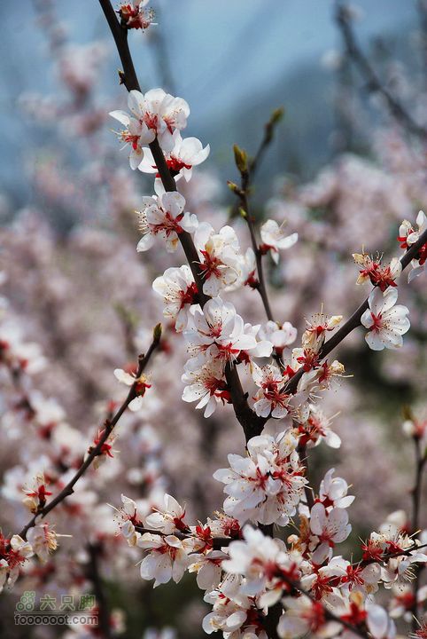鹫峰-妙峰山穿越GPS轨迹继续上