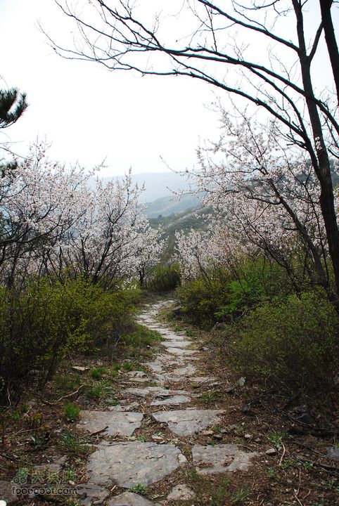 鹫峰-妙峰山穿越GPS轨迹山花烂漫的小路