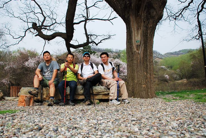 鹫峰-妙峰山穿越GPS轨迹古树下，拍完这张照片，我的帽子永远留在了树下：（
