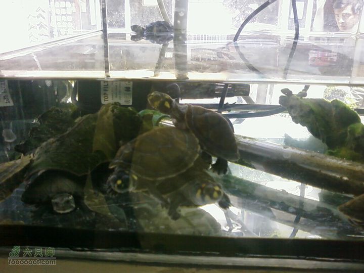 老官园紫竹花鸟鱼虫市场龟