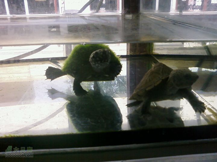 老官园紫竹花鸟鱼虫市场绿毛龟