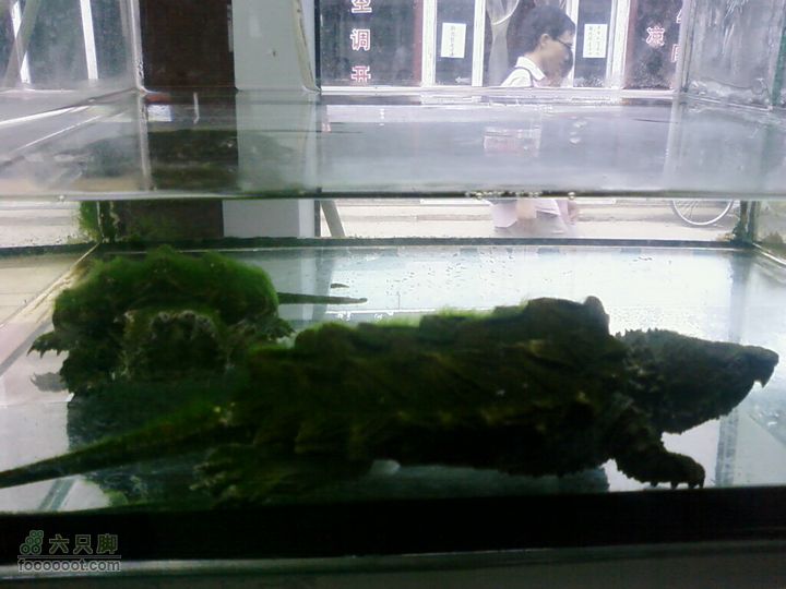 老官园紫竹花鸟鱼虫市场貌似是鳄龟？