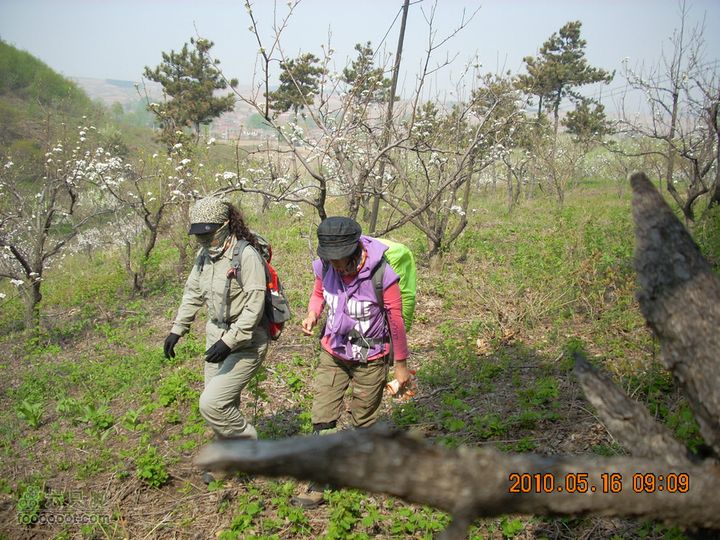 铁岭花豹冲赏花挖野菜DSCN7025