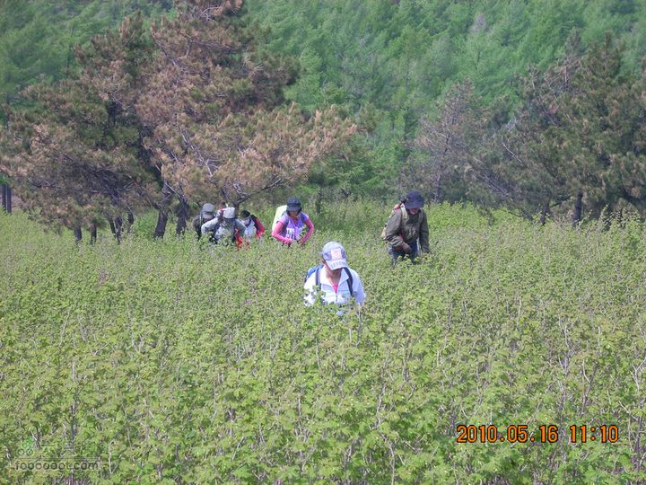 铁岭花豹冲赏花挖野菜DSCN7115
