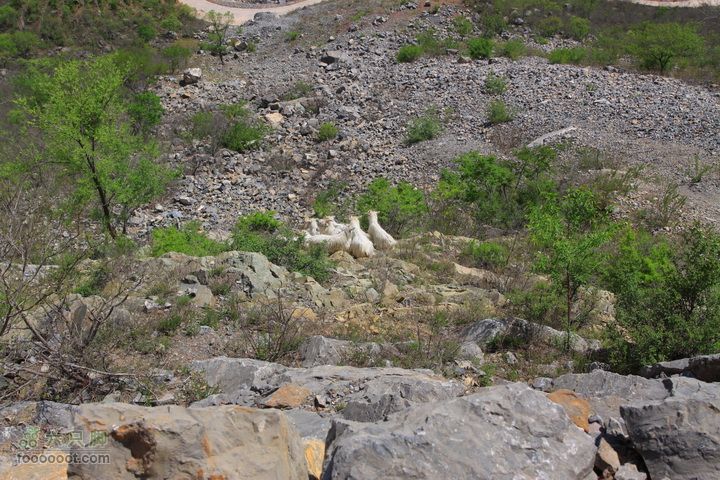 爨底下村徒步上山往返路线，我们的精彩周末陡坡中的羊群