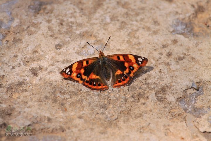 爨底下村徒步上山往返路线，我们的精彩周末蝴蝶特写