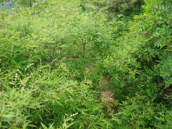 徒步驴友入门教程-香巴拉穿越从这儿钻出来的，胳膊被挂了几个小口，痛并快乐着