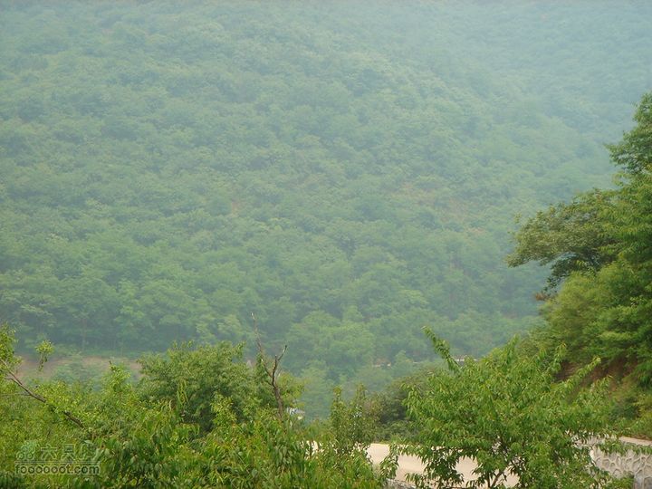 徒步驴友入门教程-香巴拉穿越茫茫林海，绿的人都醉了，可惜相机不行，看不出效果