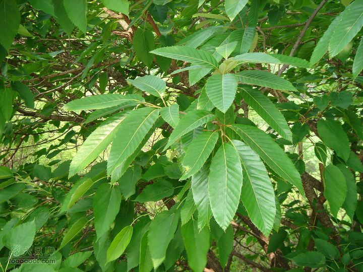 徒步驴友入门教程-香巴拉穿越那叶子，真嫩