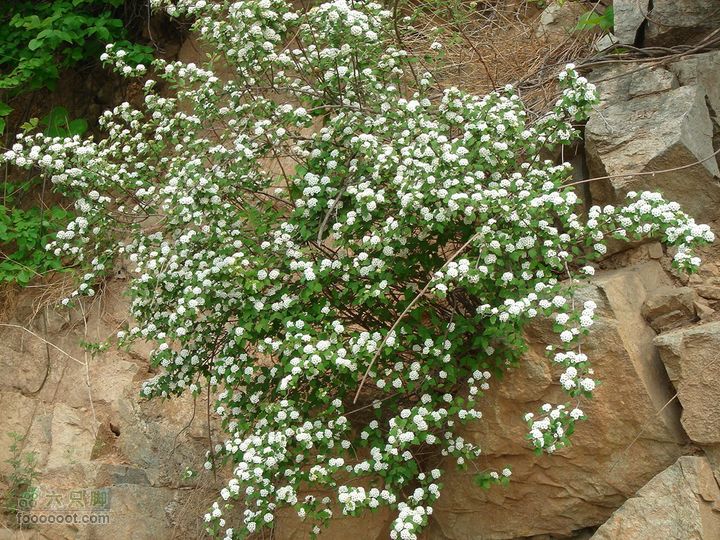 徒步驴友入门教程-香巴拉穿越石缝中开出的小花，不够华丽，却也茂盛