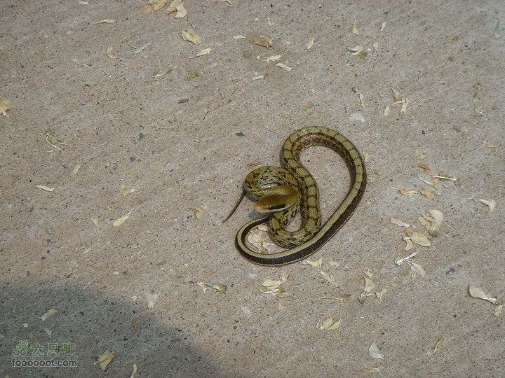 徒步驴友入门教程-香巴拉穿越随时准备攻击