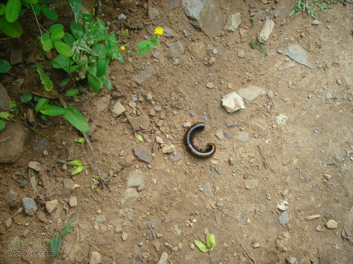 徒步驴友入门教程-香巴拉穿越香山随处可见的小虫子，叫不上名来，知道的说一声啊