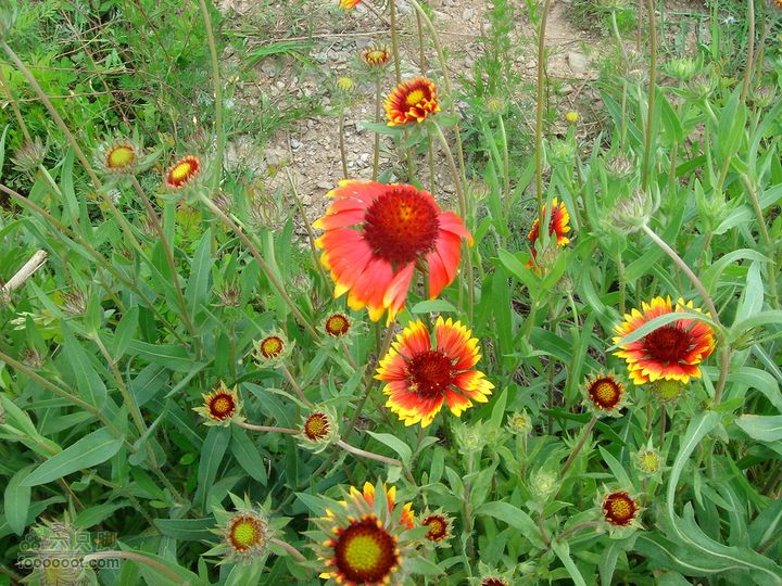 徒步驴友入门教程-香巴拉穿越小花