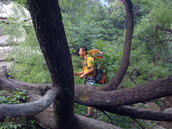 后山铺-云蒙山-云蒙峡重装2日穿越GPS轨迹攻略路上竟然还有大树拦路，不知道算不算路障？
