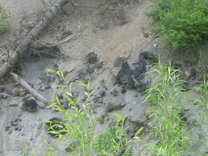 2010端午长白山锦江峡谷穿越碳化木