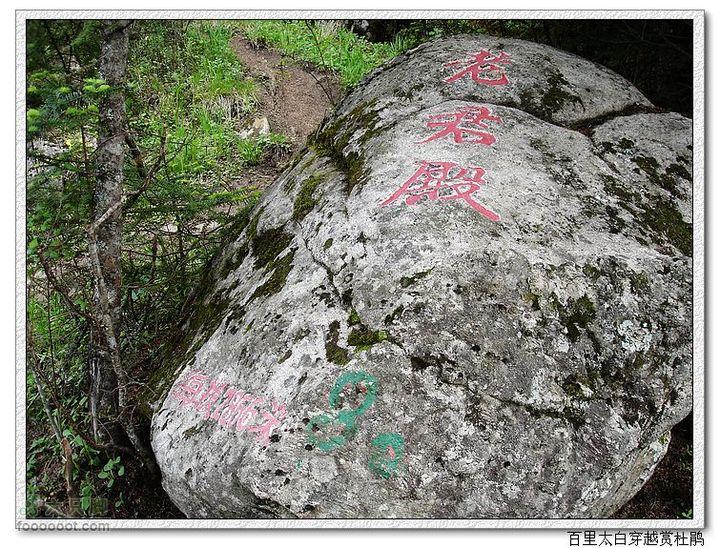 百里太白穿越赏高原杜鹃nEO_IMG_51