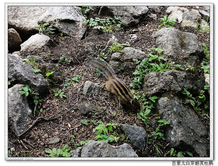 百里太白穿越赏高原杜鹃nEO_IMG_52