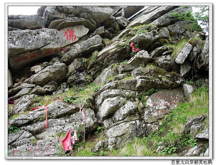 百里太白穿越赏高原杜鹃朝阳寺