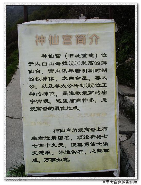 百里太白穿越赏高原杜鹃nEO_IMG_137A