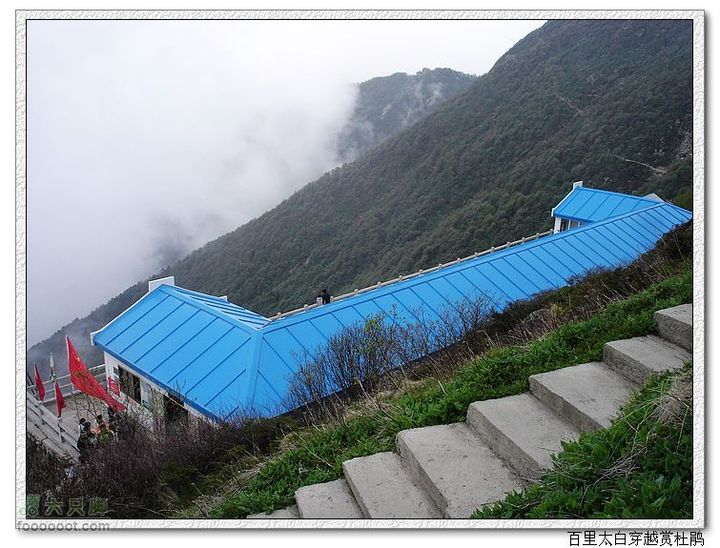 百里太白穿越赏高原杜鹃大爷海宿业地
