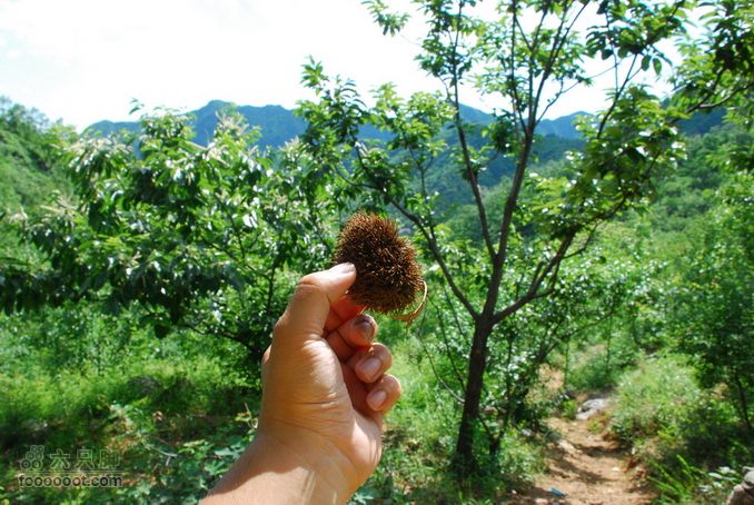 箭扣休闲摄影，偶遇大蛇DSC_1095