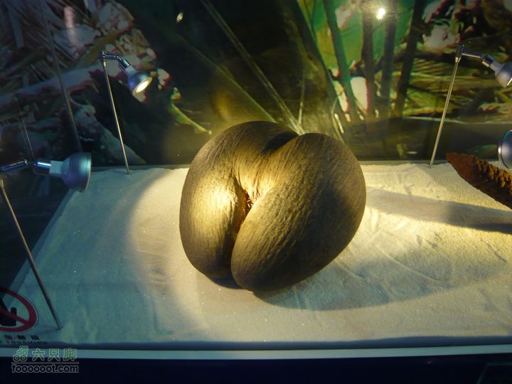 世博游20100610P1110165 非洲联合馆 海椰子