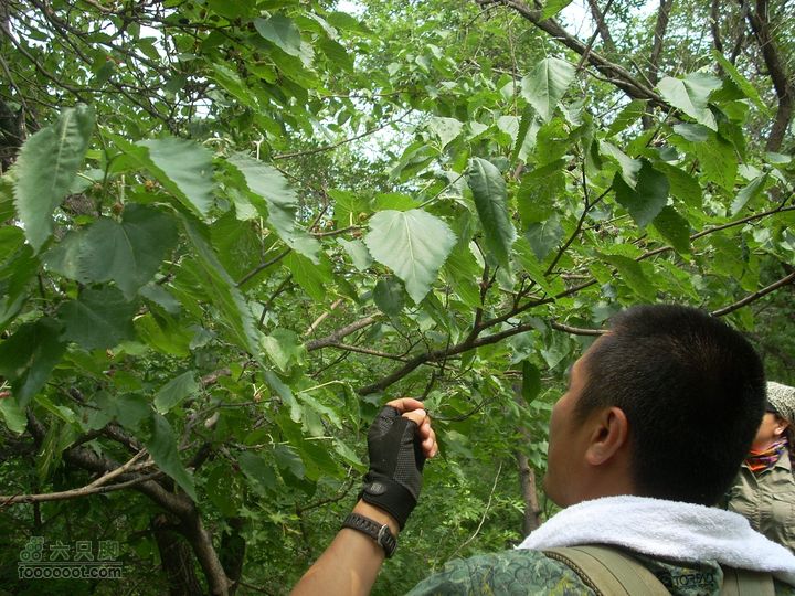 2010.06.26转山DSCN7735_眸目压缩