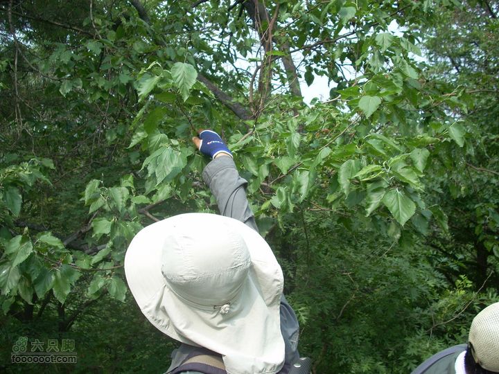 2010.06.26转山DSCN7736_眸目压缩