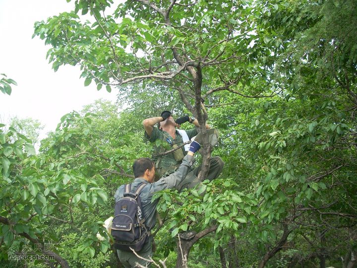 2010.06.26转山采摘桑葚