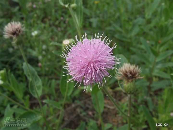 铁岭新区湖(河)边骑行DSCF2538