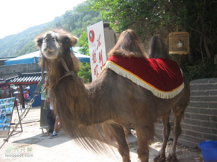 爬八达岭长城温驯的骆驼