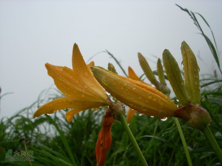 2010雨中望天鹅雨中花朵