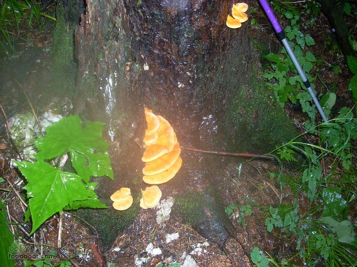 2010雨中望天鹅据说非常好吃的树筋蘑