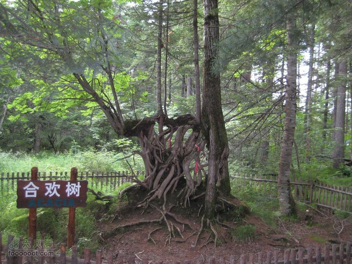 2010长白山西坡天池2010.07.17 329_眸目压缩