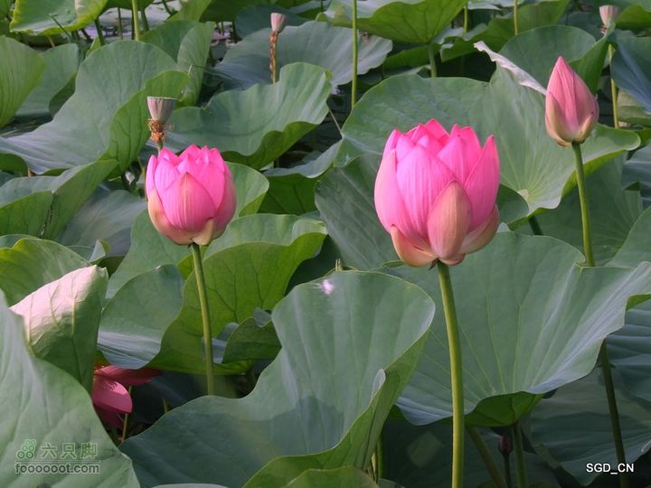 赏新区荷花，观辽河大桥DSCF4095